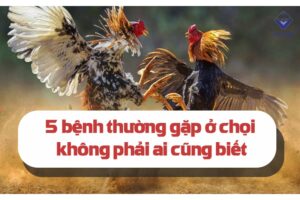 Các bệnh thường gặp ở gà chọi? Phương pháp chữa trị hiệu quả