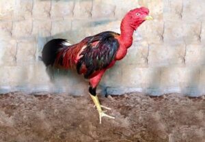 Cách chữa gà chọi ăn không tiêu như thế nào cho hiệu quả?
