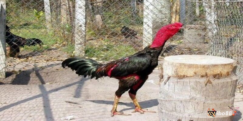Xác định đúng tình trạng để đưa ra cách chữa gà chọi bị rút gân hiệu quả