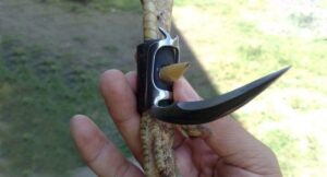 Cách mài cựa gà đúng cách nhất giúp gà đạt tình trạng tốt nhất