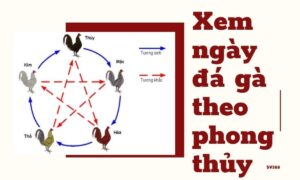 Cách xem ngày đá gà như thế nào cho chính xác nhất? Giải đáp