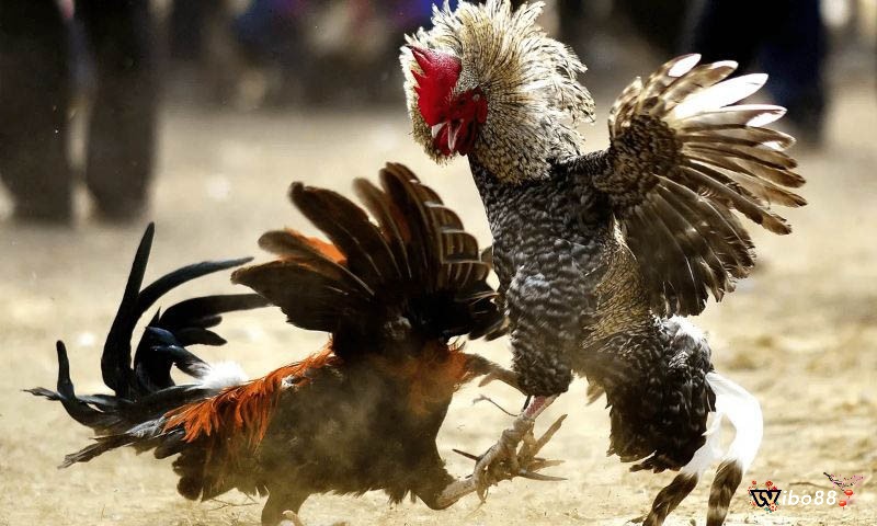 Tìm hiểu về hình thức đá gà thomo là gì
