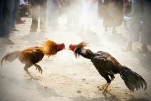 Luật chơi đá gà tre quy định chi tiết - Cập nhật nhanh