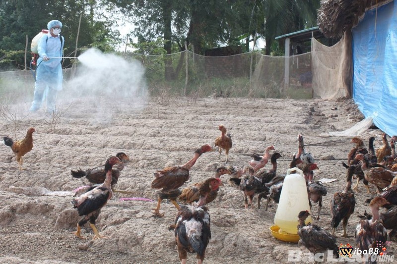 Vệ sinh chuồng trại thường xuyên để phòng gà bị nấm họng