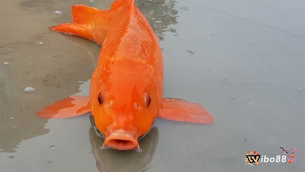 Nhìn thấy cá trên đường trong giấc mơ có thể là một điềm báo về sự thịnh vượng và thành công trong cuộc sống, đồng thời cảnh báo bạn hãy cẩn trọng với những thách thức tiềm ẩn.