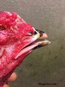 Cách chữa gà chọi bị soi mỏ hiệu quả nhất từ các sư kê