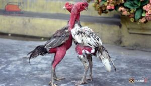 Phụ kiện gà chọi gồm có những gì và có tác dụng gì cơ bản?