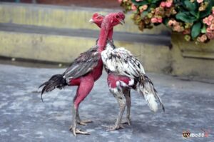 Gà chọi đẹp nhất thế giới với dáng đẹp, dũng mãnh nhất