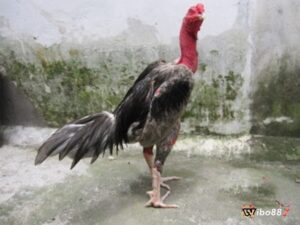 Cách xem hậu độ gà chọi hiệu quả, tối ưu khả năng chiến đấu