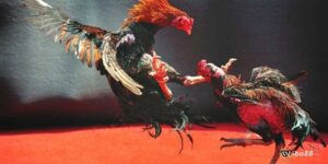 Kinh nghiệm đá gà hay nhất giúp tăng tỷ lệ thắng cho người chơi