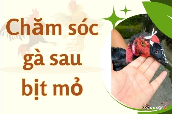 Chăm sóc gà sau khi bịt mỏ để hạn chế tổn thương