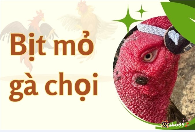 Tại sao cần phải bịt mỏ gà chọi?