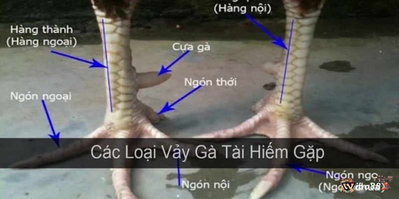 Chi tiết phân loại xem vảy gà đá và ý nghĩa