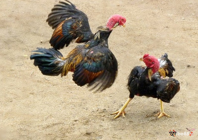 Màu sắc vảy gà đá có ý nghĩa gì?