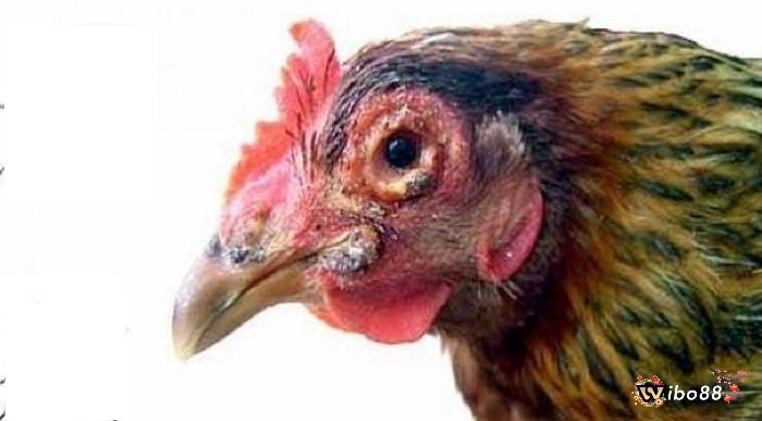 Các triệu chứng bên ngoài dễ nhận biết khi gà bị nấm họng