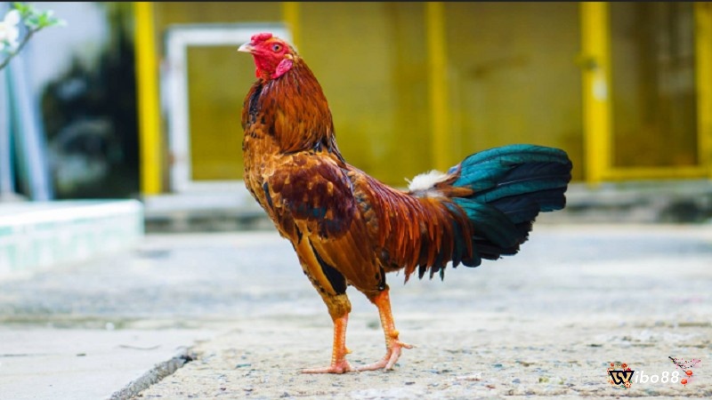 Các giống gà đá cựa sắt phổ biến được đánh giá cao