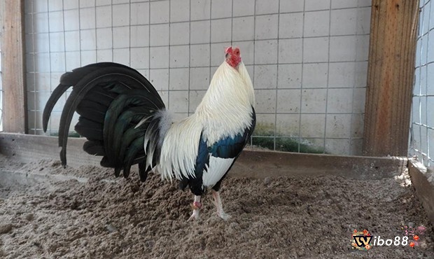 Những cách lựa chọn và mua giống gà đá cựa sắt hiệu quả nhất