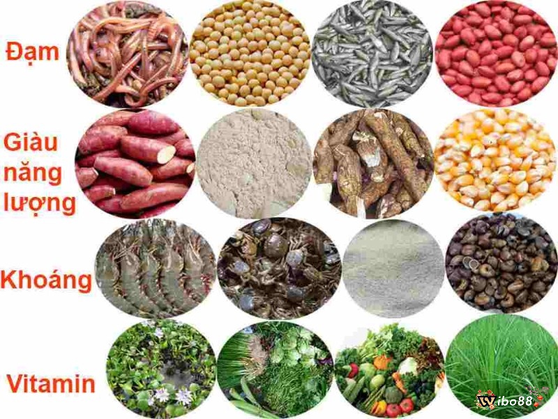Chế độ dinh dưỡng cần thiết cho sự phát triển của gà đá cựa sắt