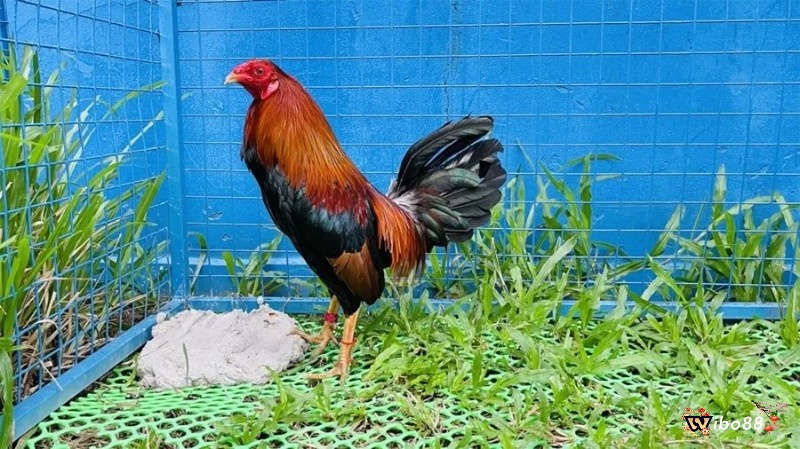 Cách chăm sóc và phòng tránh những bệnh thường gặp cho gà đá cựa sắt