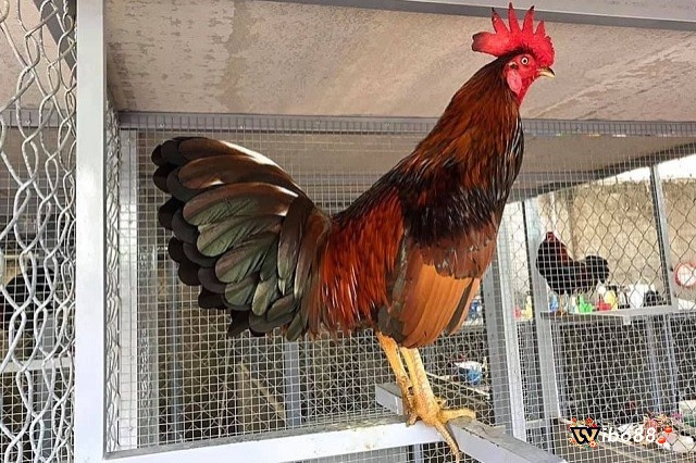 Thông tin tổng quan về gà đá cựa sắt
