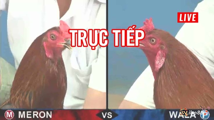 Đá gà trực tiếp casino được đông đảo anh em cược thủ lựa chọn tham gia trải nghiệm