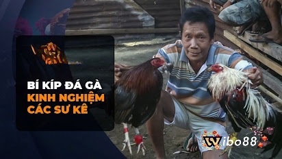 Bỏ túi kinh nghiệm chơi đá gà dễ thắng từ các cao thủ nhé