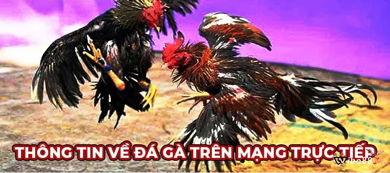 Cùng Wibo88 tìm hiểu thông tin về đá gà trực tiếp nhé