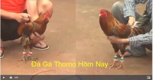 Đá gà trực tiếp là gì? Những thông tin anh em kê thủ cần nắm rõ