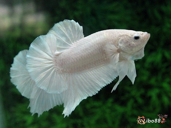 Mơ thấy bắt cá trắng mang điềm báo vừa xấu vừa tốt
