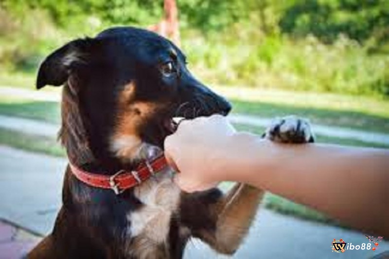 Mơ chó cắn mà không đau thể hiện khả năng chống chịu của bạn trước những thách thức và khó khăn trong cuộc sống